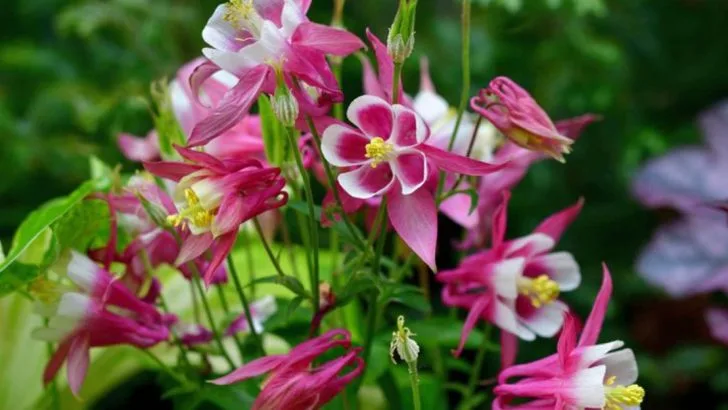 16 Late Spring Perennials That Fill the Bloom Gap Between Spring Bulbs and Summer Flowers