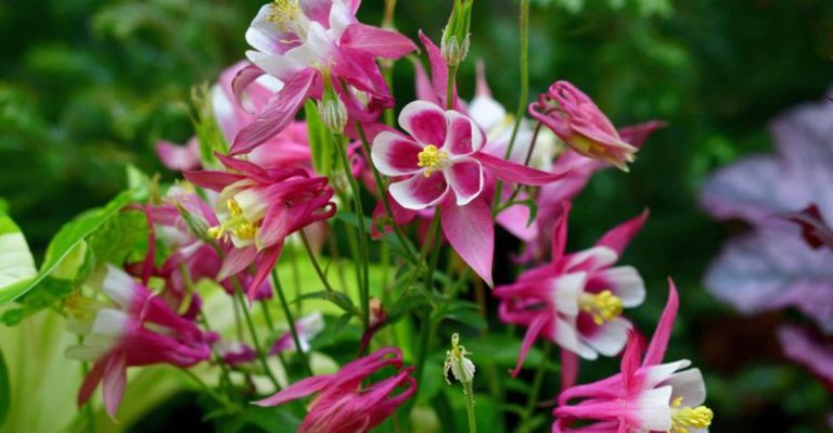 16 Late Spring Perennials That Fill the Bloom Gap Between Spring Bulbs and Summer Flowers
