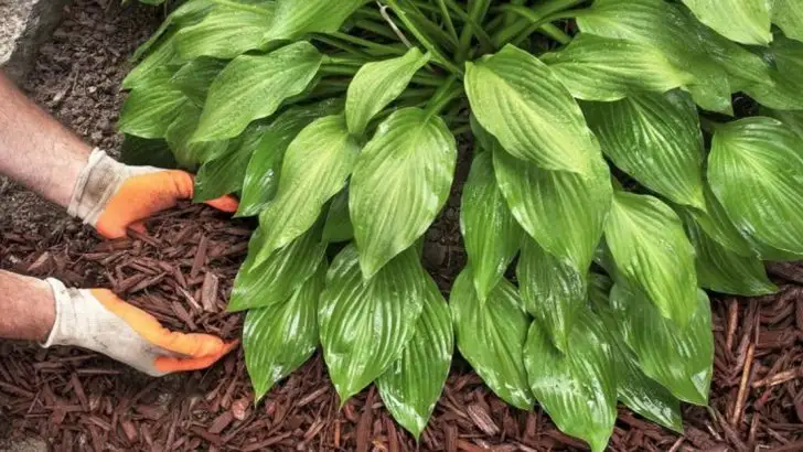 16 Mistakes Gardeners Make When Planting Perennials in Late Spring