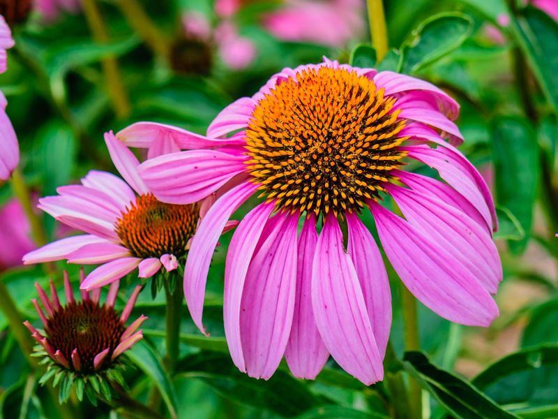 Echinacea