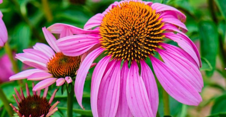 16 Native American Remedies That Relied on the Healing Power of Plants