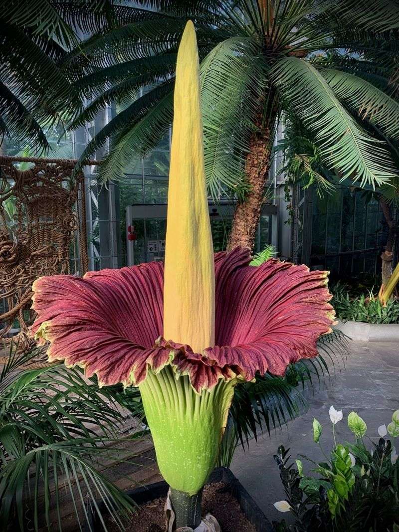Corpse Flower (Amorphophallus titanum)