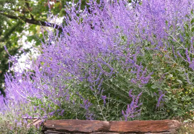Russian Sage