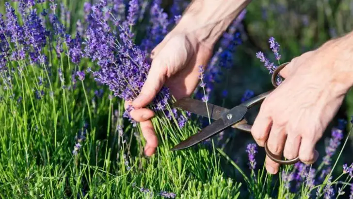 16 Perennials That Look Messy Unless You Prune Them Just Right