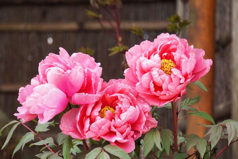 Peony