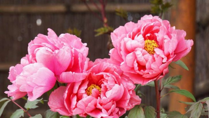 16 Perennials That Take 3 Years to Bloom—But Are Totally Worth the Wait