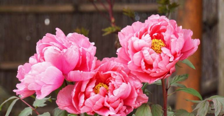 16 Perennials That Take 3 Years to Bloom—But Are Totally Worth the Wait