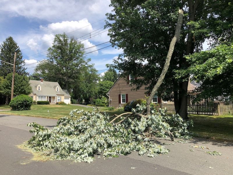 Silver Maple
