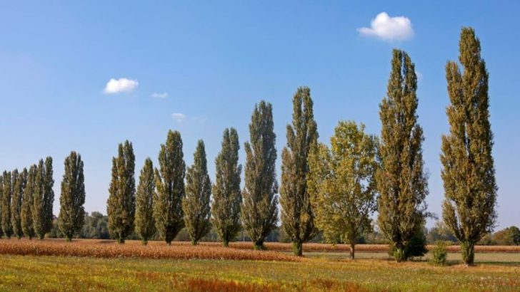 16 Popular Trees That Grow Fast—Then Fall Apart Faster Than You’d Expect