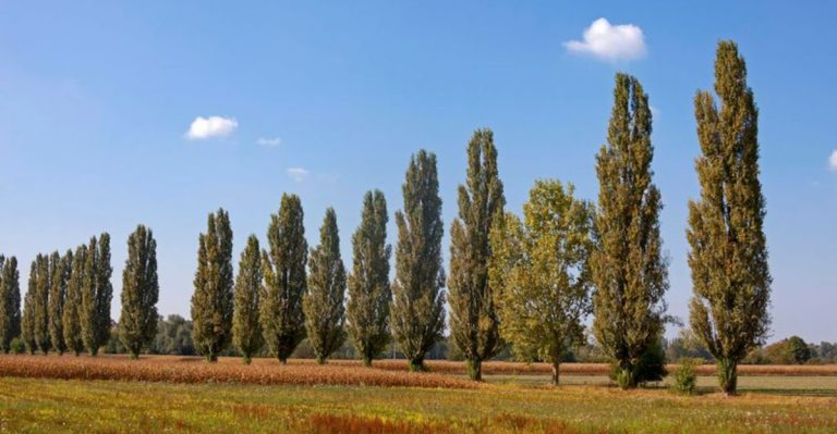 16 Popular Trees That Grow Fast—Then Fall Apart Faster Than You’d Expect