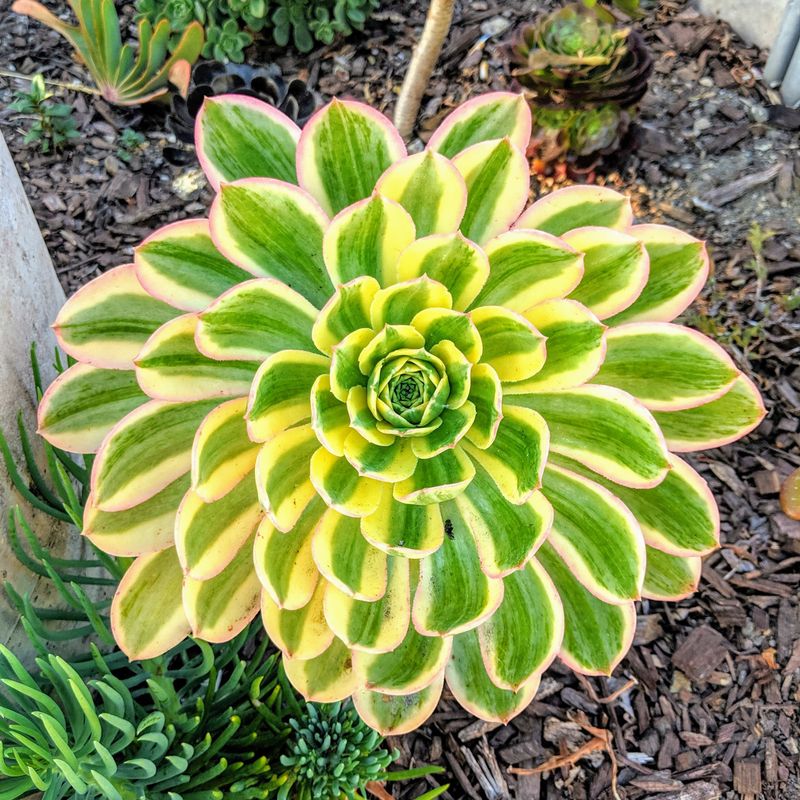Aeonium 'Sunburst'