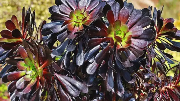 16 Stunning Aeonium Varieties You’ll Want in Your Garden
