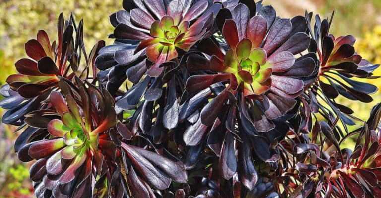 16 Stunning Aeonium Varieties You’ll Want in Your Garden