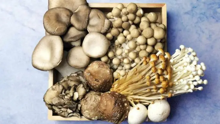 16 Veggies With Almost No Calories and a Lot of Nutrients