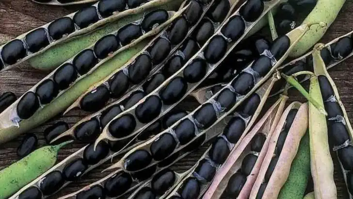 16 American Vegetables That Have Vanished Over the Years