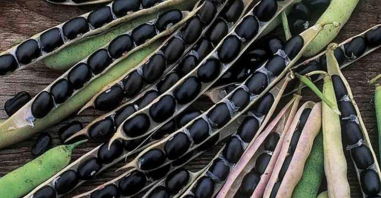 16 American Vegetables That Have Vanished Over the Years