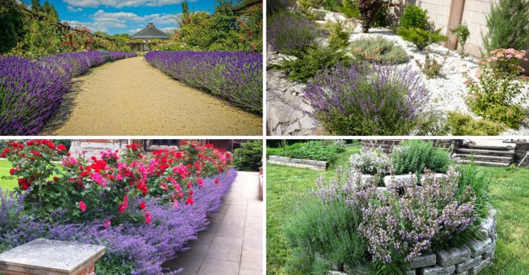 16 Lavender Landscaping Ideas You’re About to See Everywhere This Year