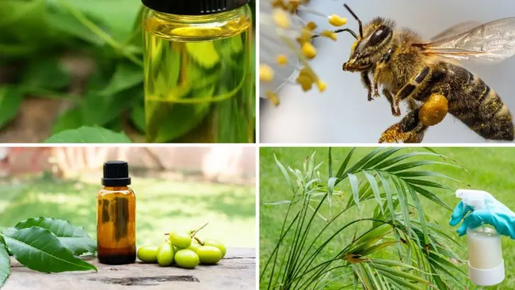 16 Organic Neem Oil Benefits Every Gardener Should Know