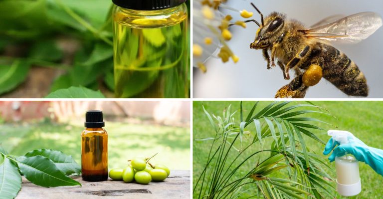 16 Organic Neem Oil Benefits Every Gardener Should Know
