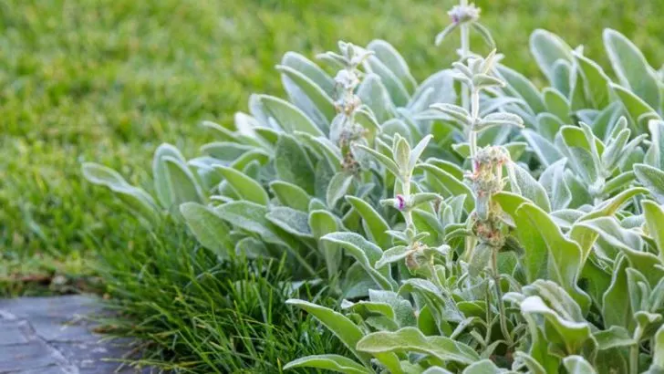 16 Plants That Create Natural ‘Glitter’ Effects in Gardens (No Artificial Materials Required)