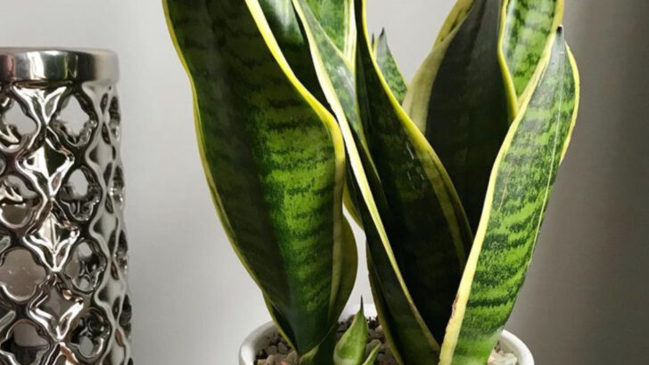 16 Plants That Only Bloom When Ignored (Yes, Really)