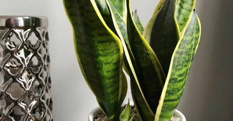 16 Plants That Only Bloom When Ignored (Yes, Really)