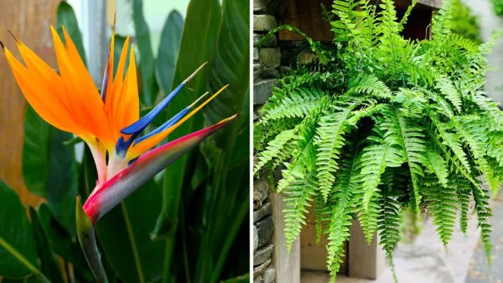 16 Poolside Plants That Survive Chlorine and Look Resort-Quality