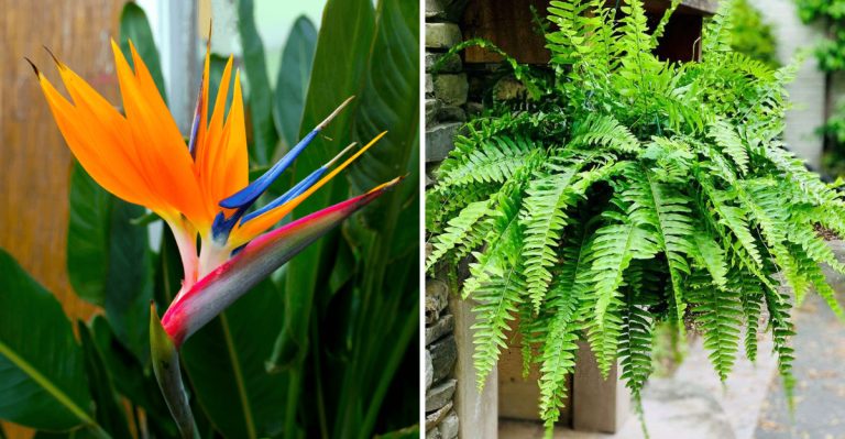 16 Poolside Plants That Survive Chlorine and Look Resort-Quality