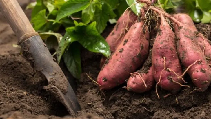 16 Vegetables That Crowd Out Weeds So You Don’t Have To