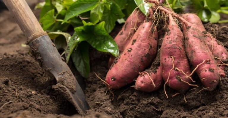 16 Vegetables That Crowd Out Weeds So You Don’t Have To