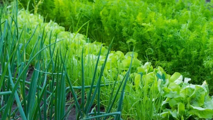 16 Vegetables That Grow Twice as Fast When Paired Together (Companion Planting Magic)