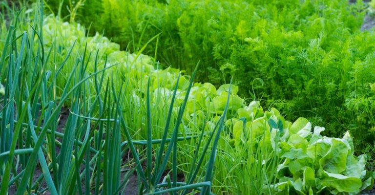 16 Vegetables That Grow Twice as Fast When Paired Together (Companion Planting Magic)