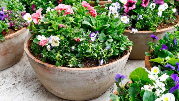 17 “I Don’t Have Time For This” Garden Solutions for Women Who Still Want Curb Appeal