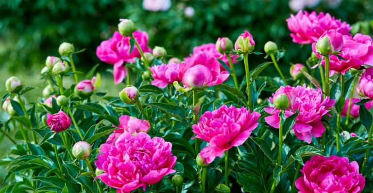 17 “One-and-Done” Perennials That Never Need Dividing