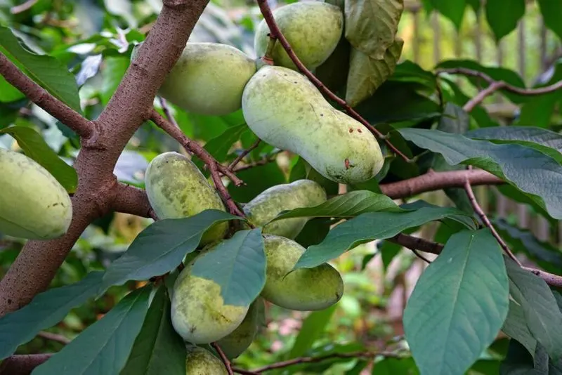 Pawpaw