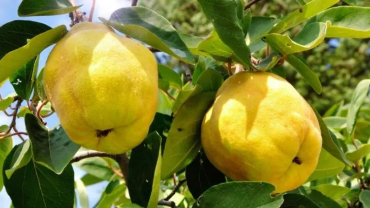 17 American Fruits That Have Faded Over Time