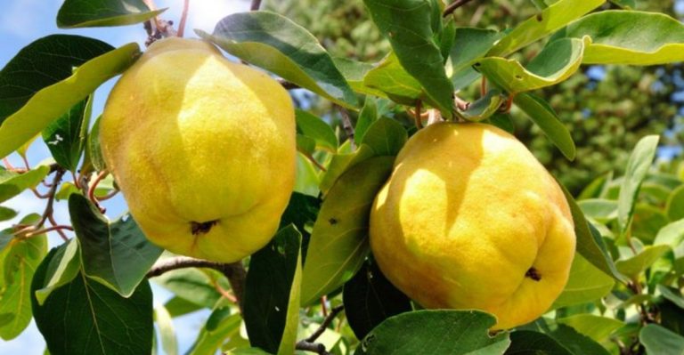17 American Fruits That Have Faded Over Time