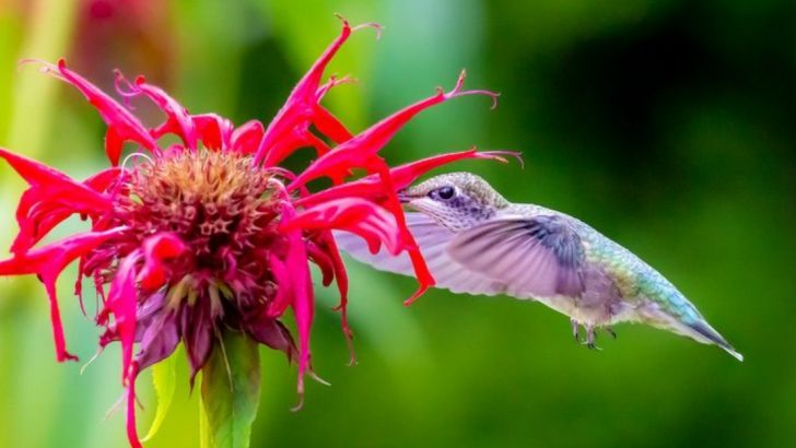 17 Early Summer Flowering Shrubs That Attract Pollinators When They Need It Most
