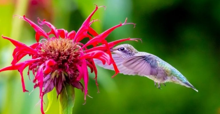 17 Early Summer Flowering Shrubs That Attract Pollinators When They Need It Most