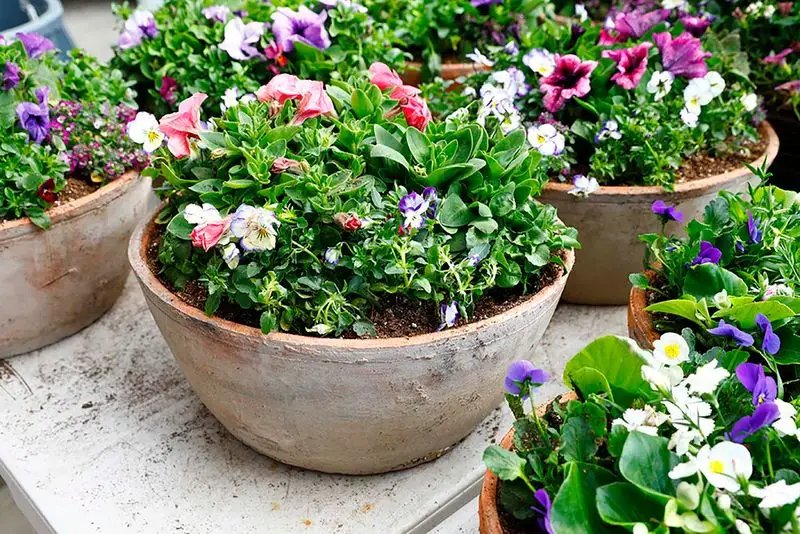 Container Gardens