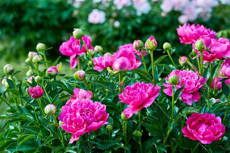 Peony