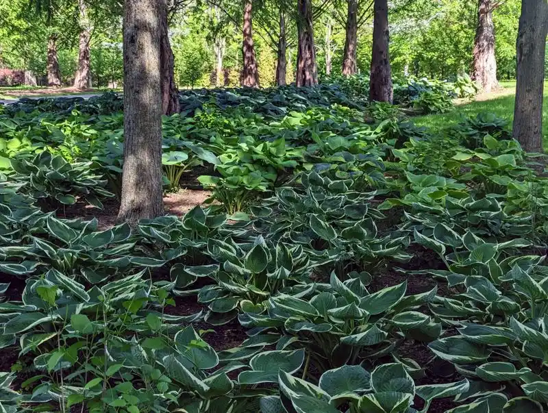 Hosta