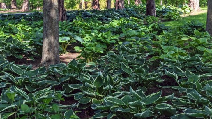 17 Plants That Grow Best When You Ignore the “Full Sun” Advice