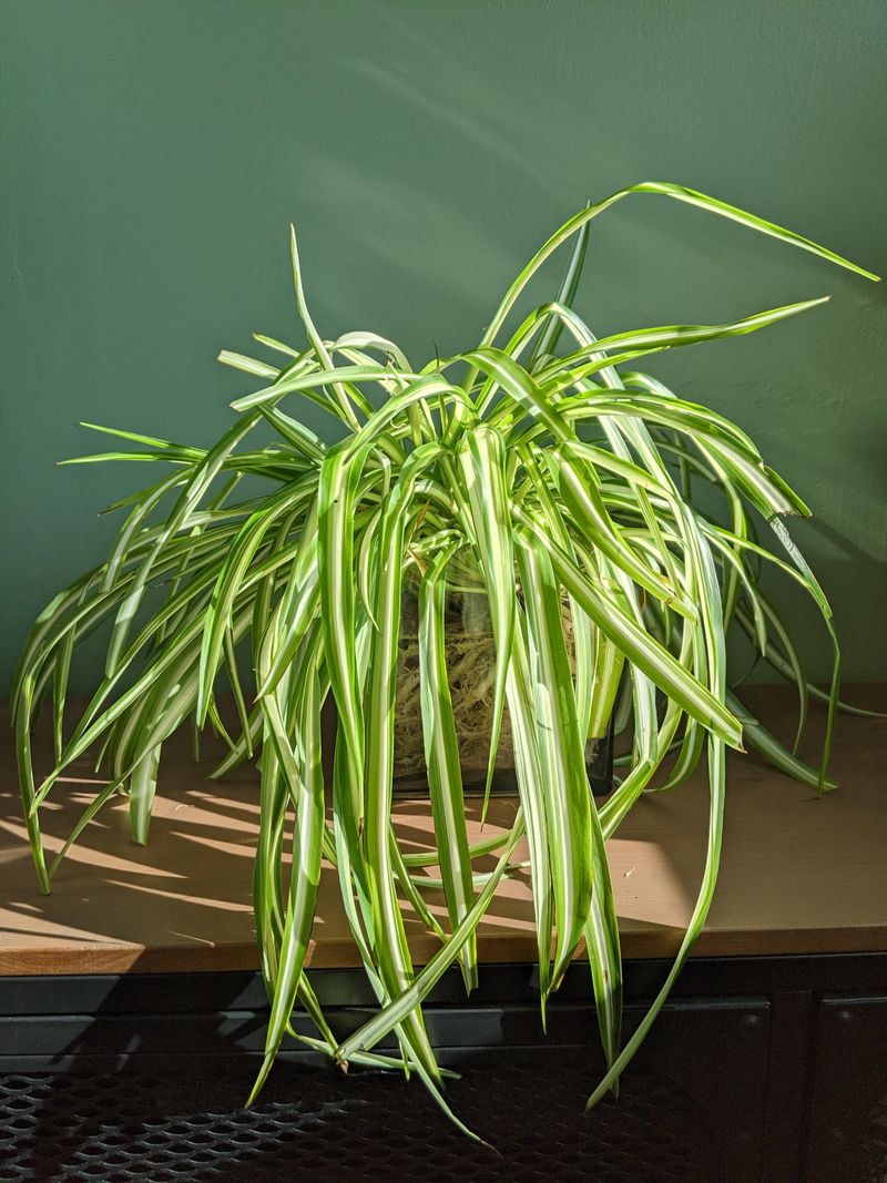 Spider Plant