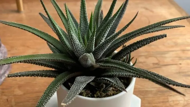 17 Plants That Help Protect Your Home From Radiation, Chemicals, and Cigarette Smoke