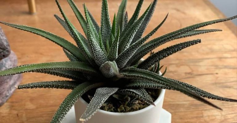 17 Plants That Help Protect Your Home From Radiation, Chemicals, and Cigarette Smoke