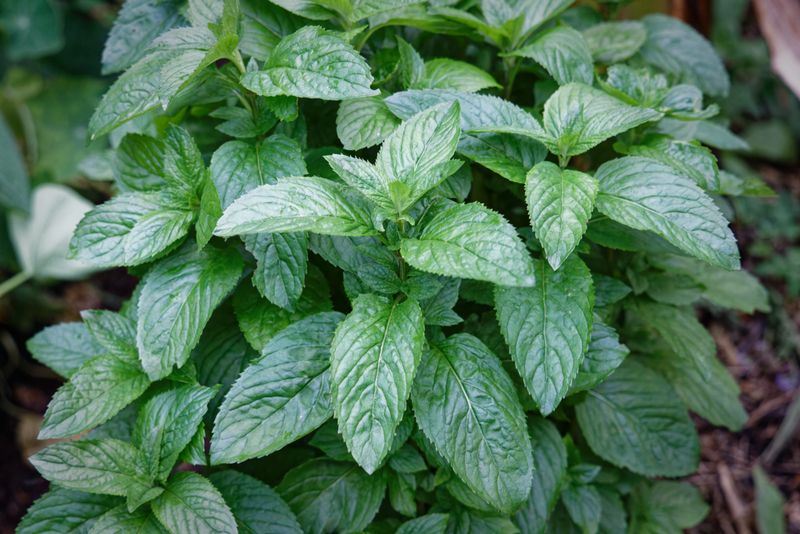 Mint
