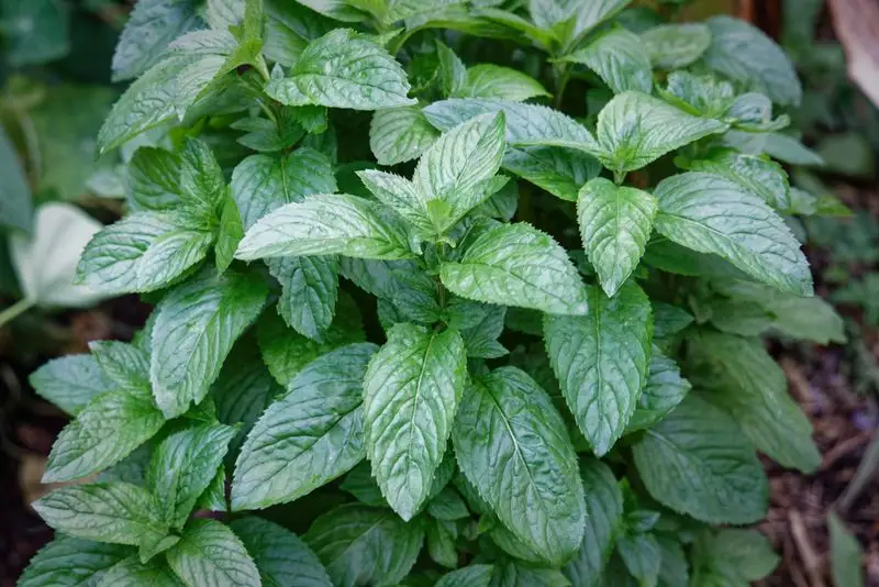 Mint