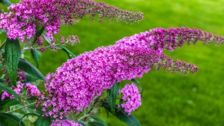 17 Plants That Turn Into Weeds When You’re Not Watching