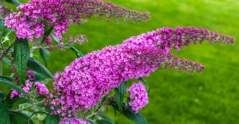 17 Plants That Turn Into Weeds When You’re Not Watching